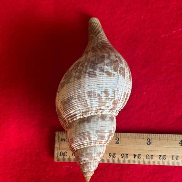 Tulip Shell - Picture 7 of 7